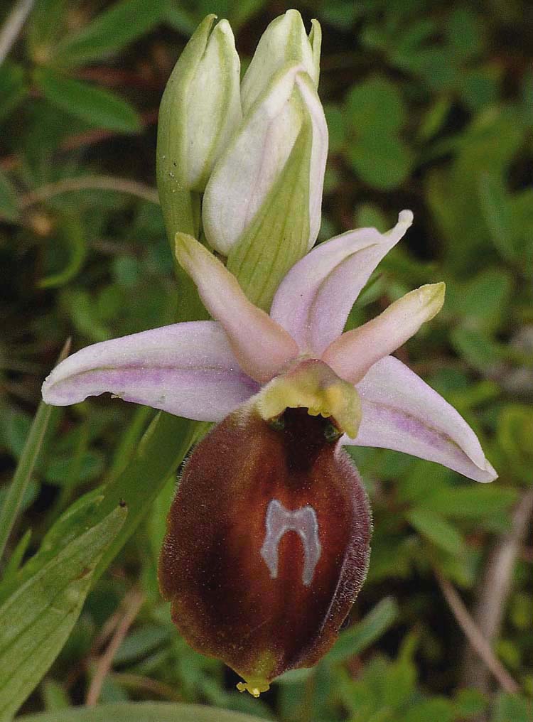 Otlar va iludi jinsiy aloqa